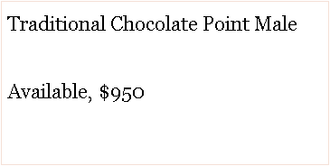Text Box: Traditional Chocolate Point MaleAvailable, $950 