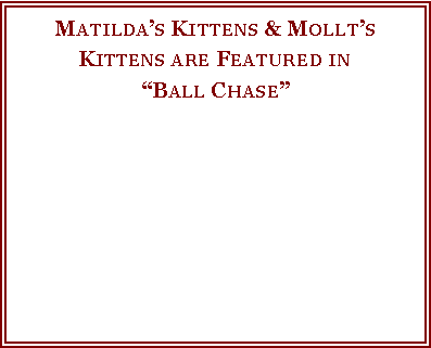 Text Box: Matilda�s Kittens & Mollt�s Kittens are Featured in�Ball Chase� 