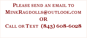 Text Box: Please send an email to MinkRagdolls@outlook.comORCall or Text  (843) 608-6028