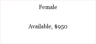 Text Box: FemaleAvailable, $950