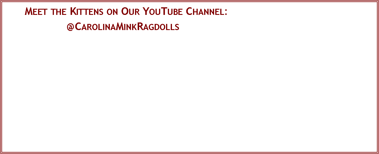 Text Box: 	Meet the Kittens on Our YouTube Channel:			@CarolinaMinkRagdolls
