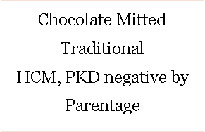 Text Box: Chocolate Mitted 
Traditional HCM, PKD negative by Parentage