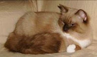 RAGDOLL KITTEN - PUDDY TAT, CAROLINA MINK RAGDOLLS
