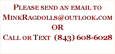 Text Box: Please send an email to MinkRagdolls@outlook.comORCall or Text  (843) 608-6028