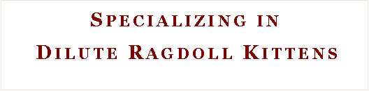 Text Box:  Specializing in Dilute Ragdoll Kittens 