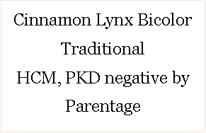 Text Box: Cinnamon Lynx Bicolor TraditionalHCM, PKD negative by Parentage