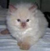 RAGDOLL KITTEN - DORABLE, CAROLINA MINK RAGDOLLS
