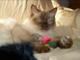RAGDOLL KITTEN - DORABLE, CAROLINA MINK RAGDOLLS