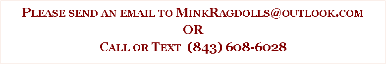 Text Box: Please send an email to MinkRagdolls@outlook.comORCall or Text  (843) 608-6028