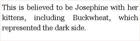 Text Box: This is believed to be Josephine with her kittens, including Buckwheat, which represented the dark side.  