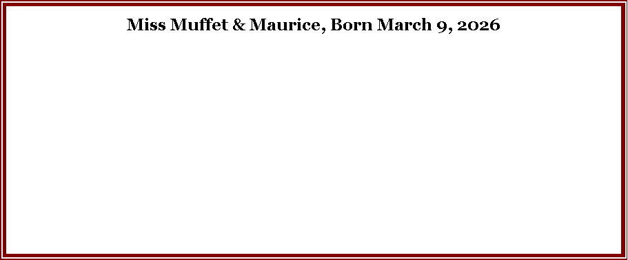 Text Box: Miss Muffet & Maurice, Born March 9, 2026 